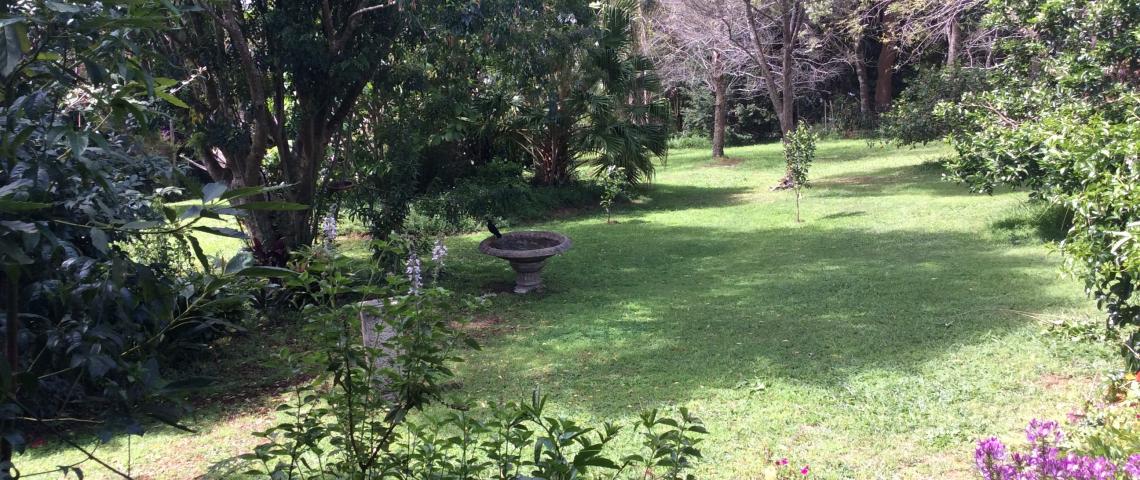 Our garden from back verandah