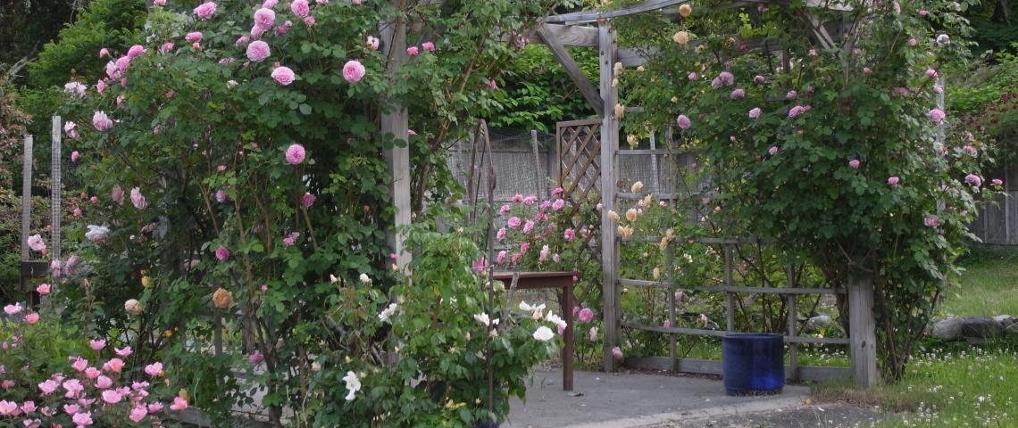 Our English roses